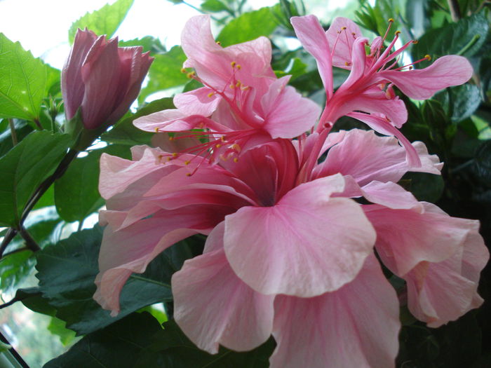 DSC02166 - FLORI 2015