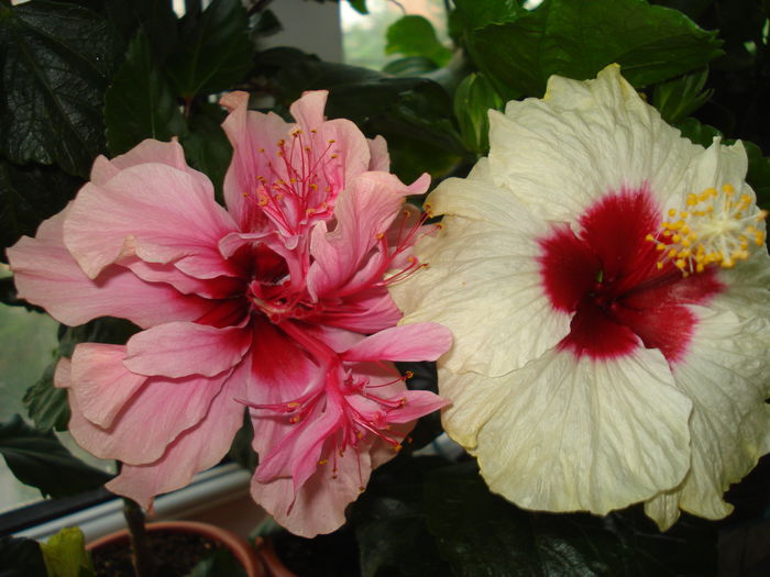 DSC02173 - FLORI 2015