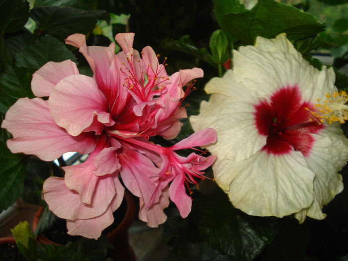DSC02174 - FLORI 2015