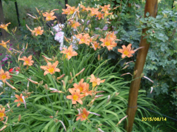 SDC16234 - flori din curte