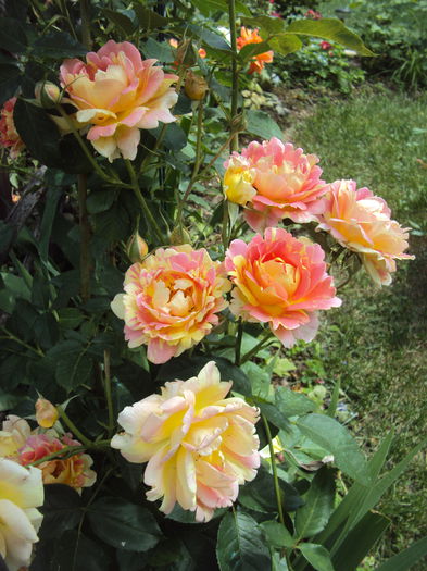 DSC09880