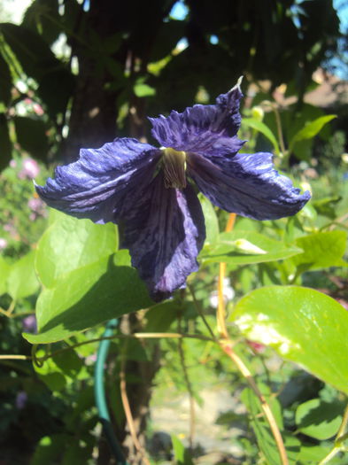 DSC09929 - 1 Clematite 2015