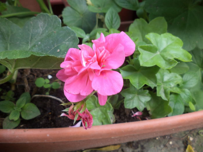 DSC04264 - iunie  2015