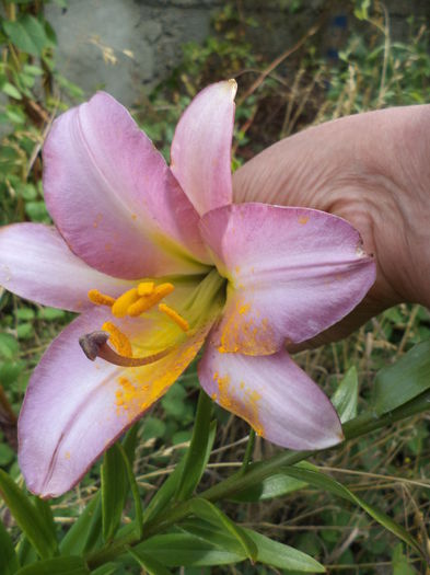 DSC04269