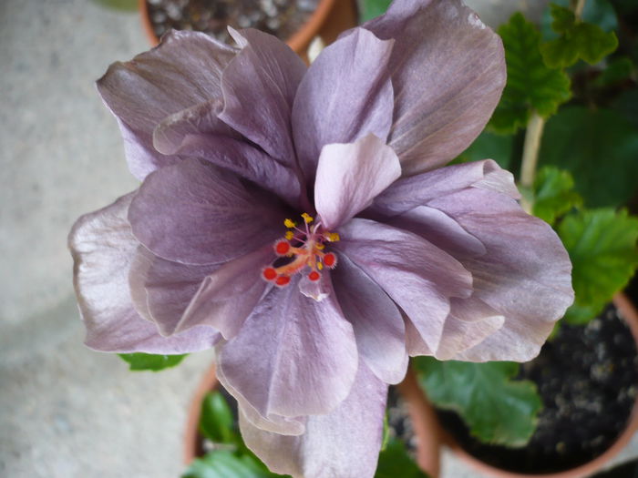 Blue Diamond - HIBISCUSI 2015-1