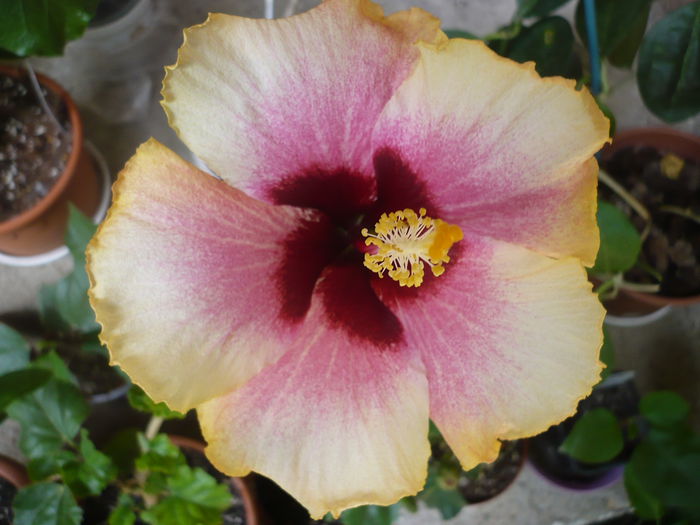 P1220734 - HIBISCUSI 2015-1