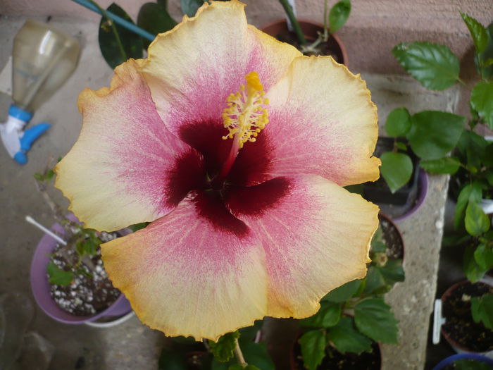 P1220736 - HIBISCUSI 2015-1