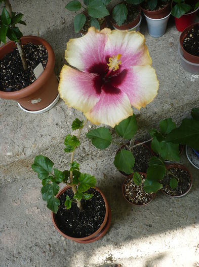 P1220739 - HIBISCUSI 2015-1