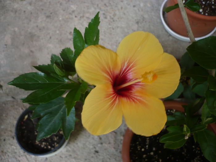 P1220742 - HIBISCUSI 2015-1