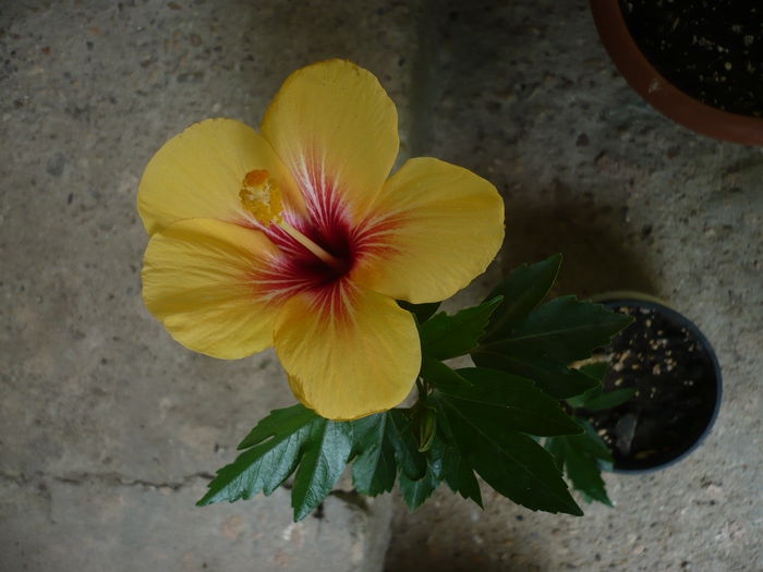 Cuban Variety - HIBISCUSI 2015-1