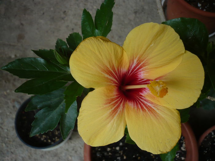 P1220745 - HIBISCUSI 2015-1