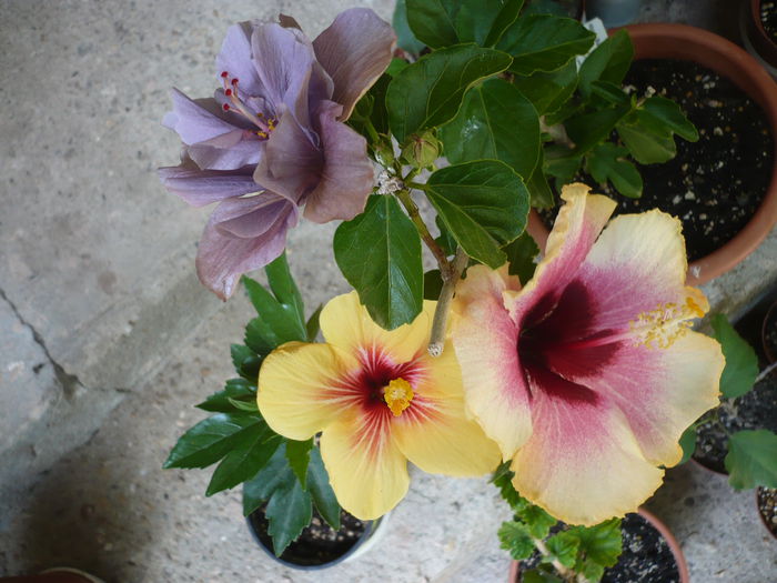 P1220747 - HIBISCUSI 2015-1