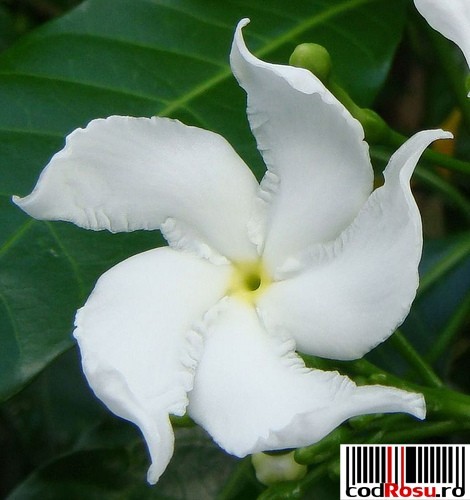 flori-albe_gardenia - limbajul florilor