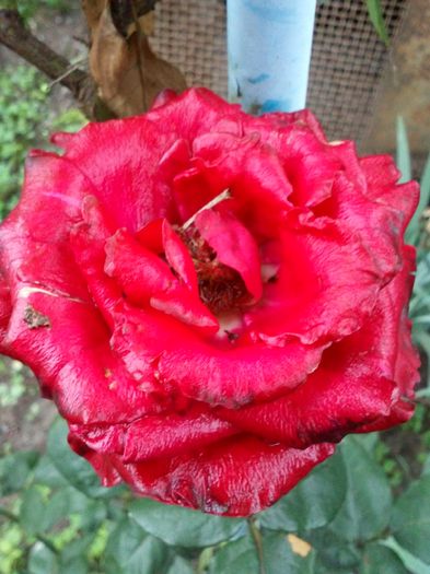 acelasi rosu inflorit - trandafiri 2015