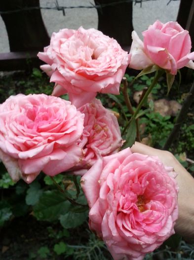 rozul pitic - trandafiri 2015