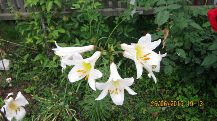 IMG_9539 - Lilium