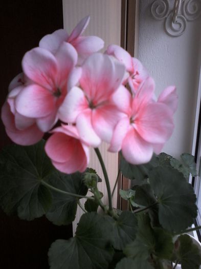 20150320_103442 - Muscate