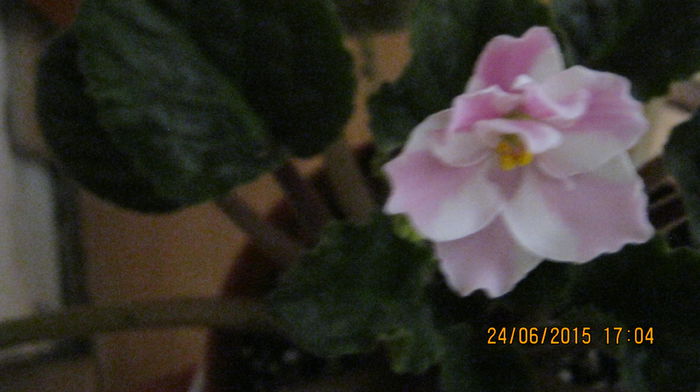 IMG_9510 - Chimera roz si puiul ei