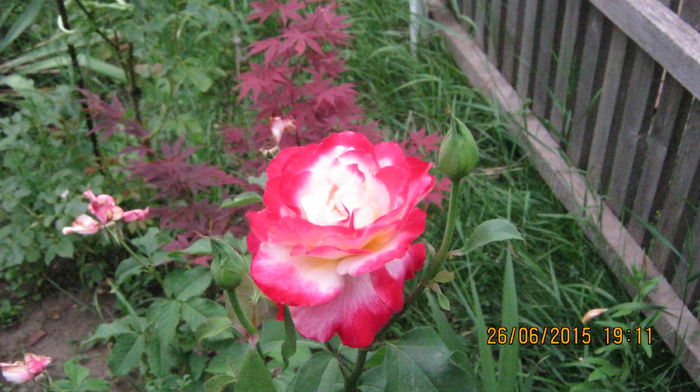 IMG_9533 - Trandafirii mei