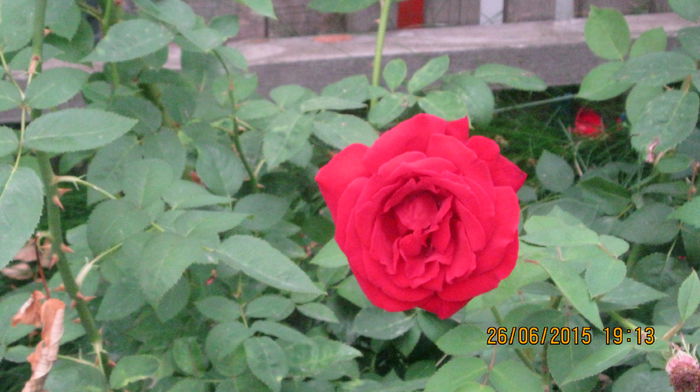 IMG_9540 - Trandafirii mei