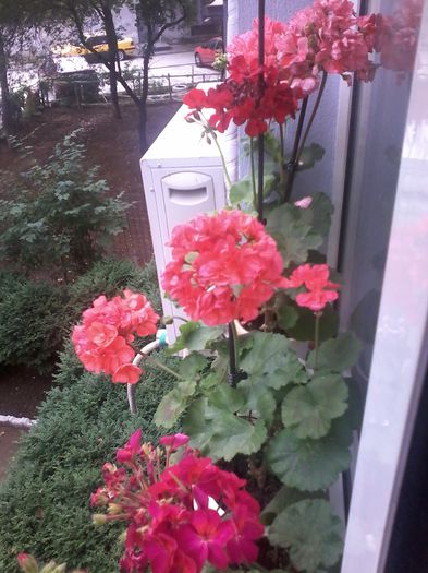 20130101_020815 - Muscate