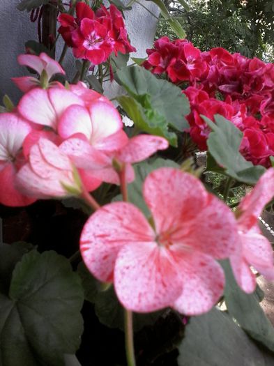 PISTRUIATA MOLDOVITA - Muscate