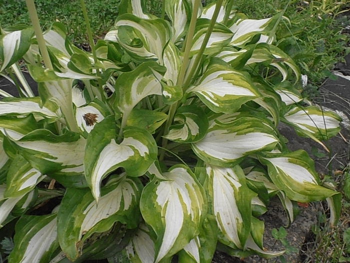 P6240044