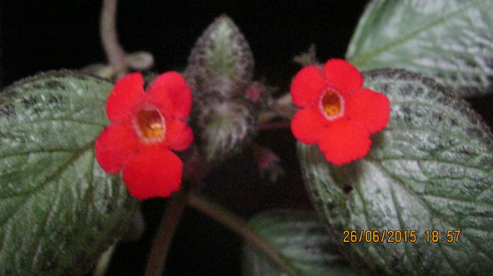 IMG_9512 - Episcia