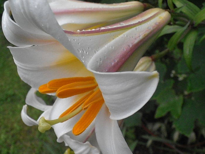 P6240061 - STROPI SI PICATURI