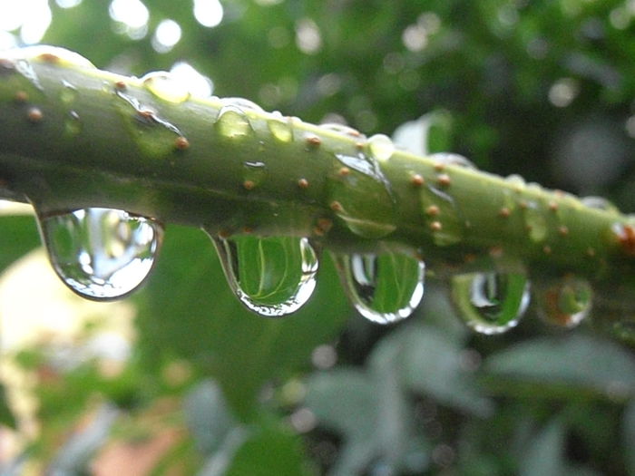 P6250200 - STROPI SI PICATURI