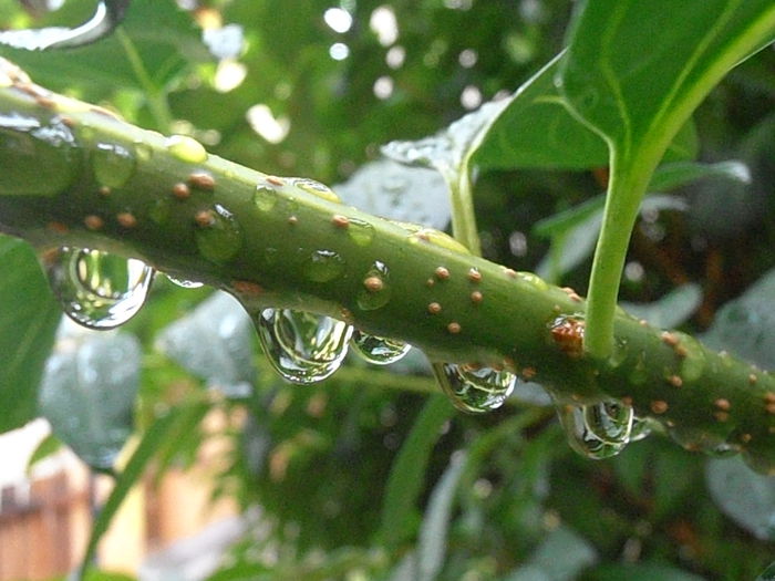 P6250205 - STROPI SI PICATURI