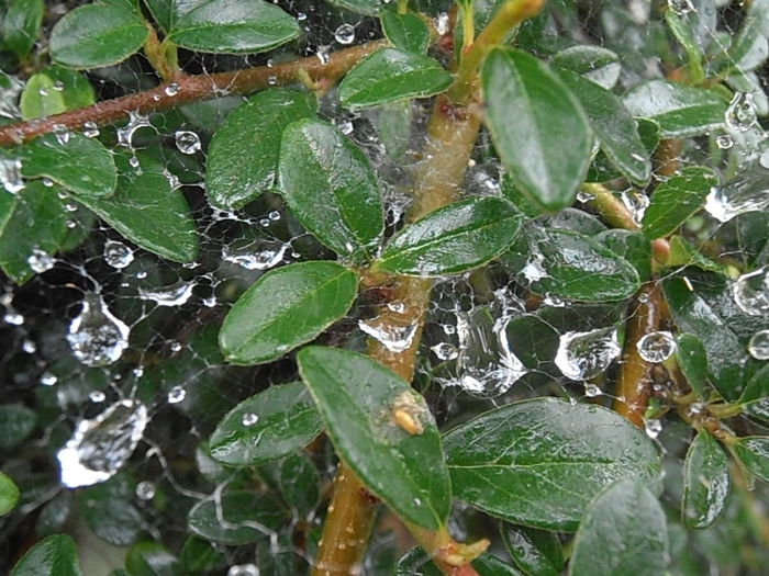 P6250232 - STROPI SI PICATURI