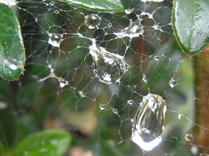 P6250242 - STROPI SI PICATURI