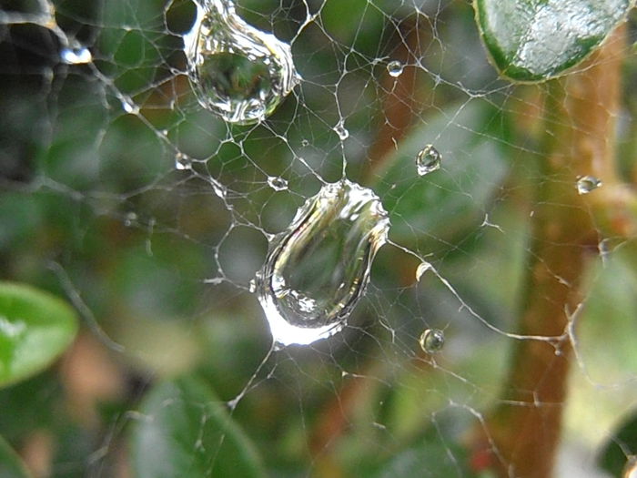 P6250245 - STROPI SI PICATURI