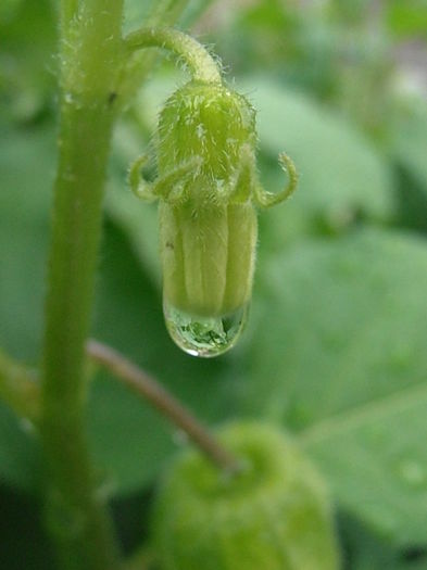 P6250261 - STROPI SI PICATURI