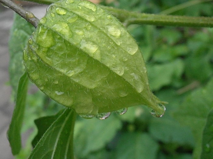 P6250264 - STROPI SI PICATURI