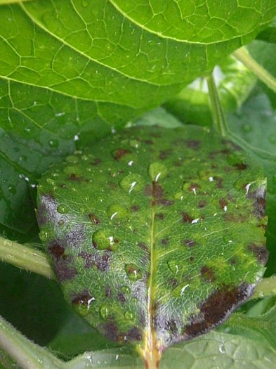 P6250279 - STROPI SI PICATURI