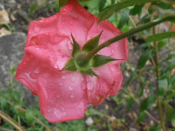 P6250306 - STROPI SI PICATURI