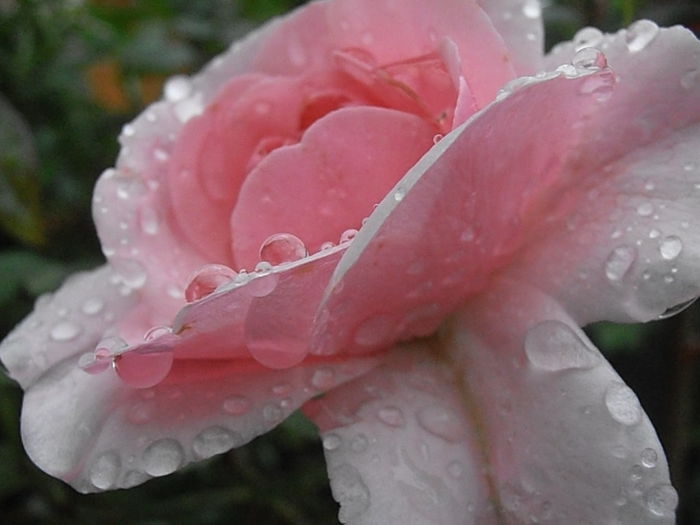 P6250308 - STROPI SI PICATURI