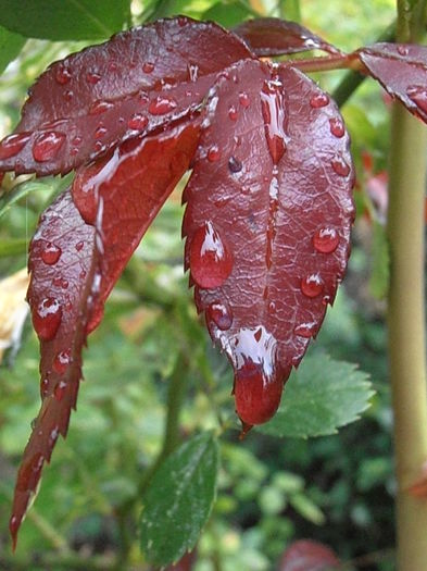 P6250311 - STROPI SI PICATURI