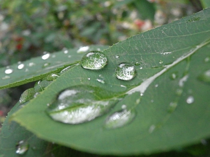 P6250351 - STROPI SI PICATURI