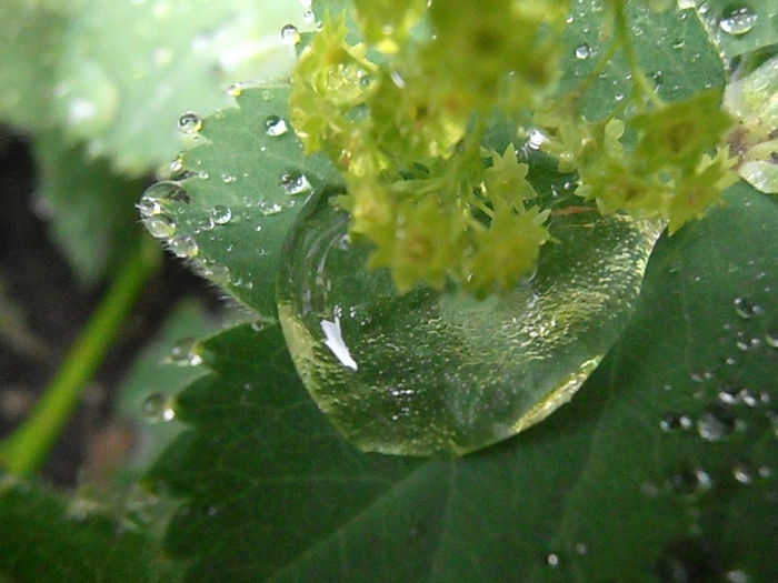 P6250363 - STROPI SI PICATURI