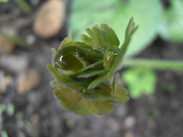 P6250373 - STROPI SI PICATURI