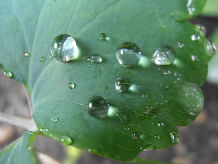 P6250375 - STROPI SI PICATURI