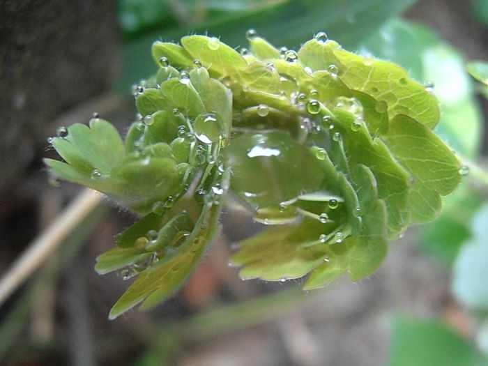 P6250384 - STROPI SI PICATURI