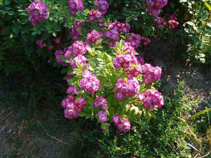 DSC09567; Perinial Blue
