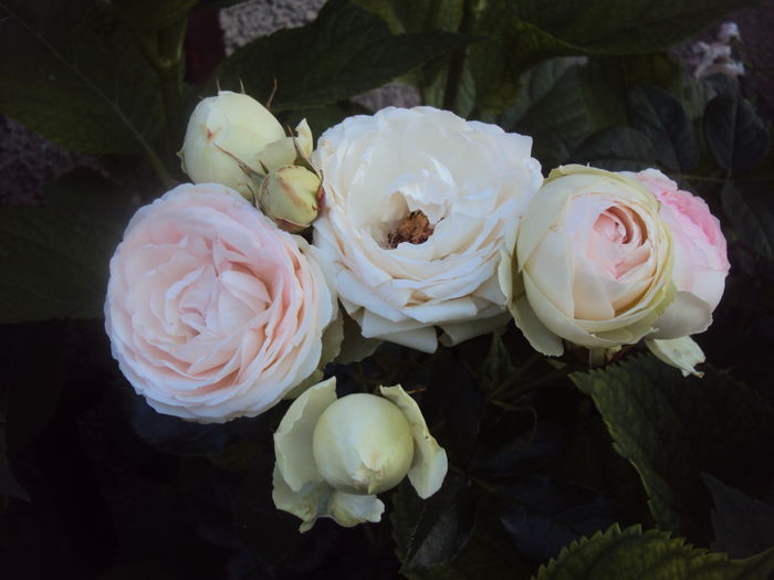 DSC00028 - Eden Rose 85