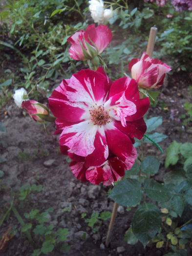 DSC00037