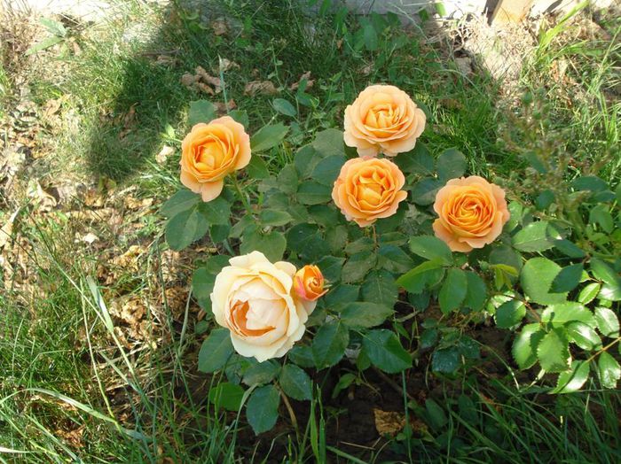 DSC09621; Dolce Vita
