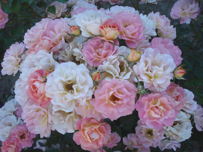 DSC09625 - 2 Trandafiri 2015